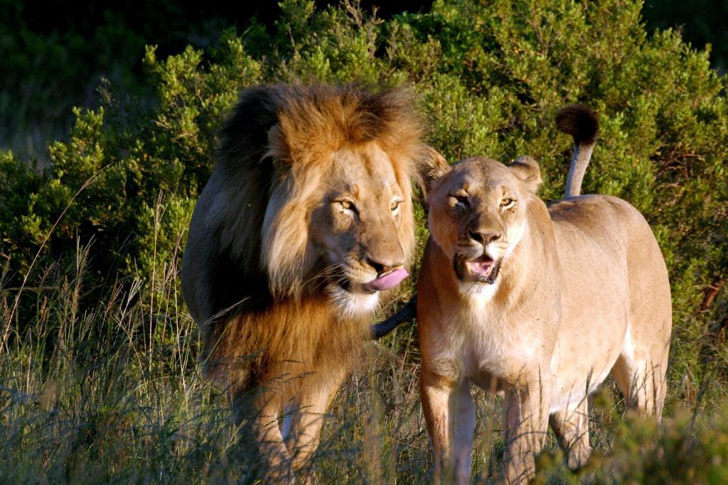 Leeuwenbosch Country House - Amakhala Game Reserve Ngoại thất bức ảnh