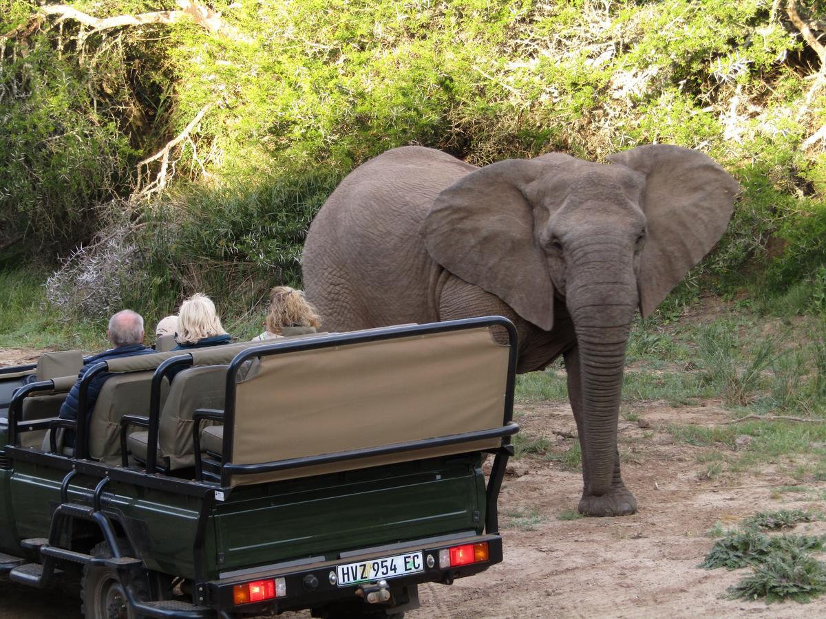 Leeuwenbosch Country House - Amakhala Game Reserve Ngoại thất bức ảnh