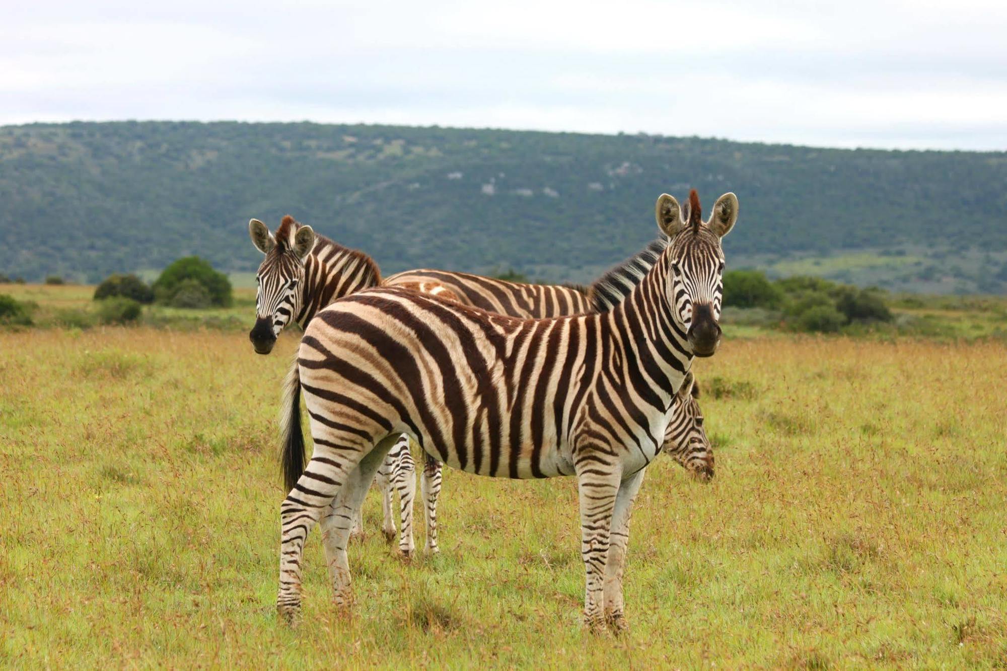 Leeuwenbosch Country House - Amakhala Game Reserve Ngoại thất bức ảnh