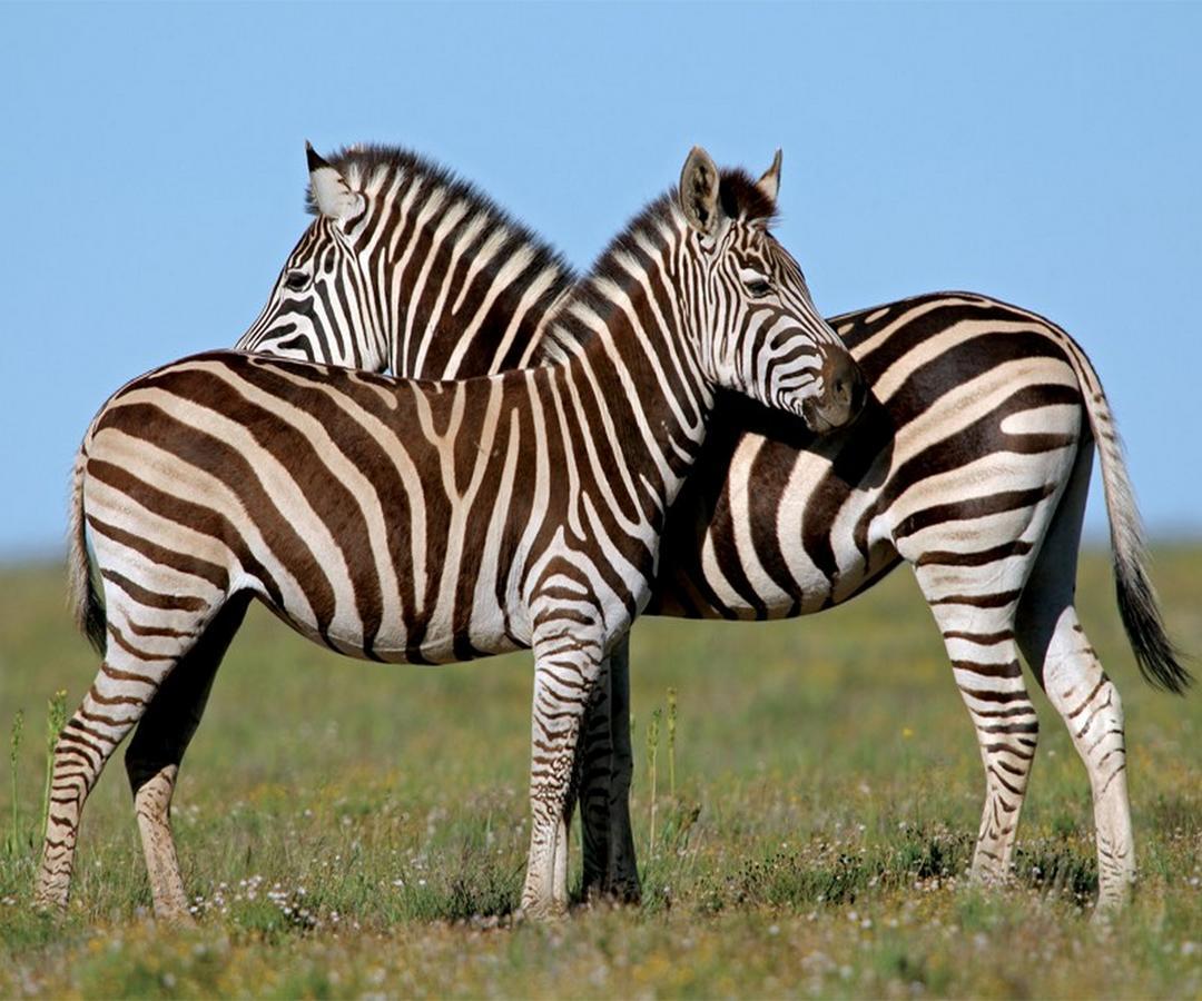 Leeuwenbosch Country House - Amakhala Game Reserve Ngoại thất bức ảnh